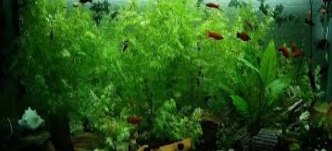 Aquarium plants