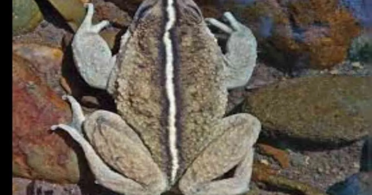 Ghost Frog Rediscovered After 130 Years