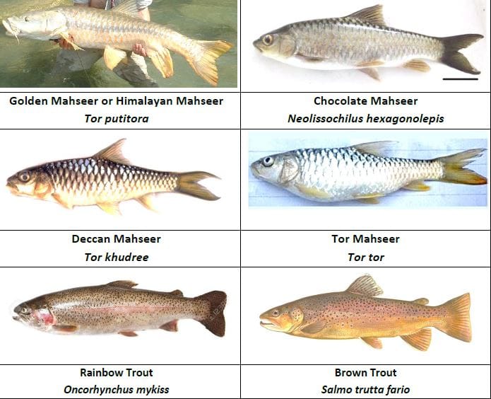 Sport Fisheries in India