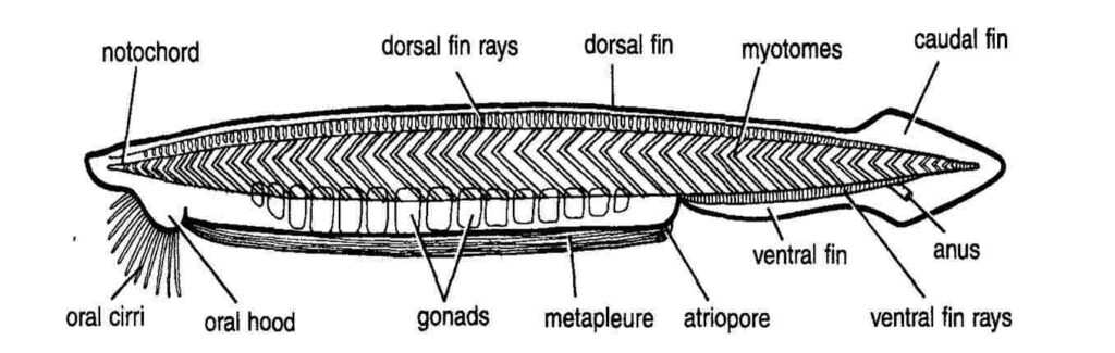 Protochordata- Amphioxus
