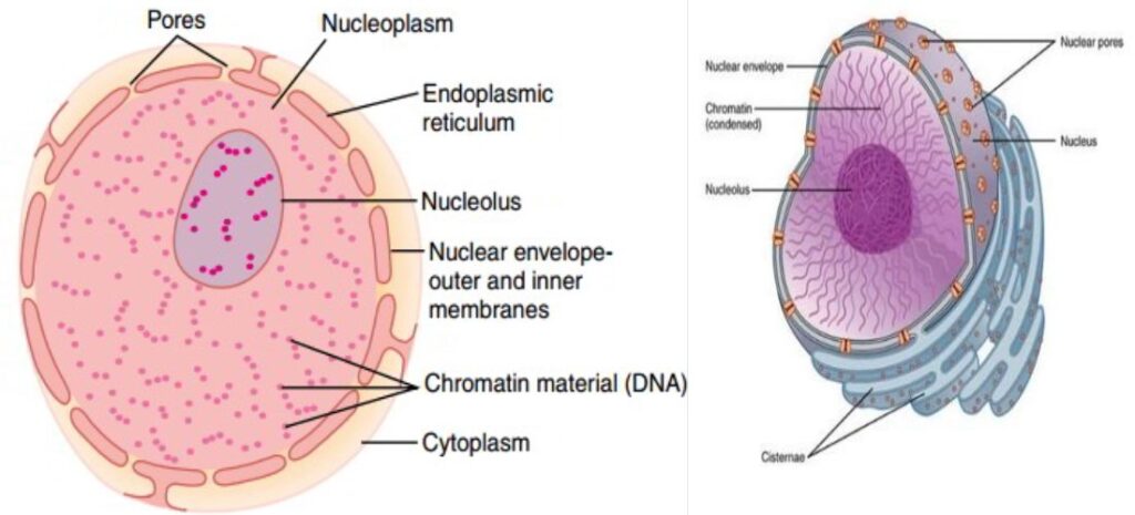 Nucleus - Structure and Functions