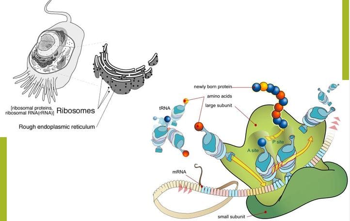 Ribosomes Structure