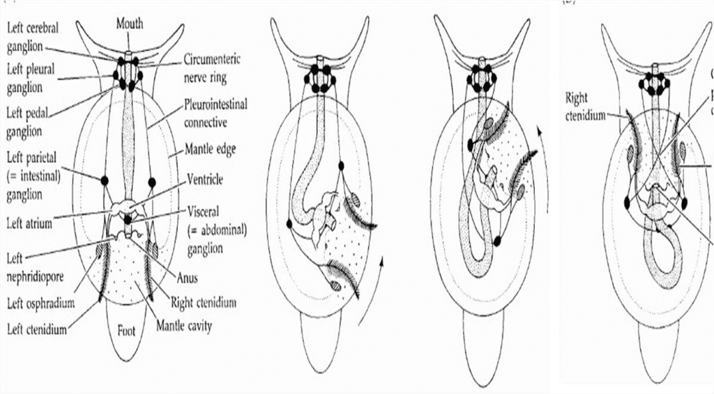 Torsion in gastropods
