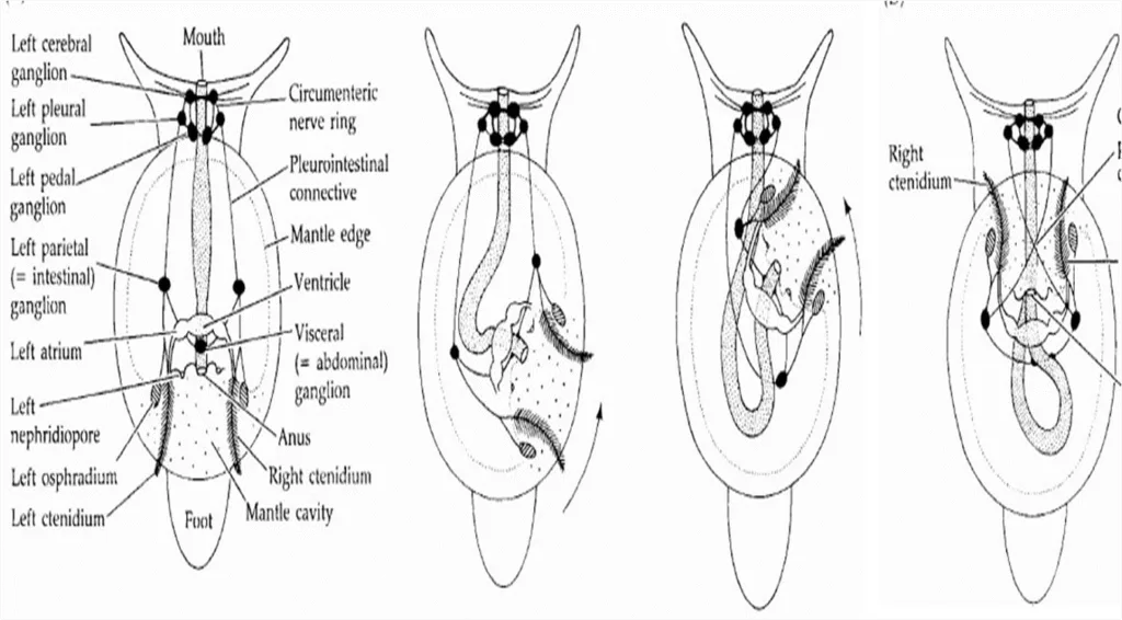 Torsion in gastropods