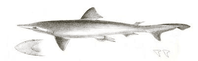 scoliodon-dogfish